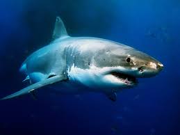 Eine atemberaubende aufnahme eines weißen hai das größte jemals gefangenen weiße hai war 6.4 meter lang und 3.3 tonnen schwer. Weisser Hai Steckbrief Hai Tierwissen Net