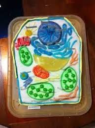 Plant Cell Clay Model Google Search Plant Cell Cake Plant Cell Cells Project