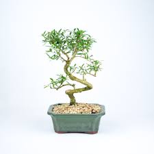 Root pruning involves cutting down excessive root growth of the bonsai plant. Serissa Foetida Bonsai Elemental Bonsai Tea Garden