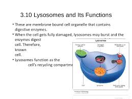 Check spelling or type a new query. Structure And Functions Of Cell Organelles