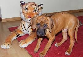 Mit einem gewicht von bis zu 36 kilo zählen sie auf jeden fall zu den größeren hunden. Na Ich Ube Schon Mal Fur Die Lowenjagd Foto Bild Tiere Haustiere Hunde Bilder Auf Fotocommunity