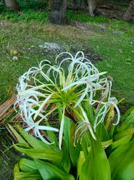 Image result for Crinum asiaticum