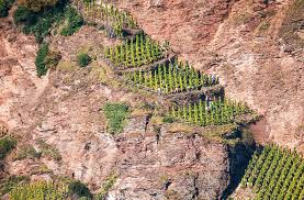 Why Vineyards And Vines Look Different From One Another