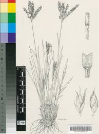 Image result for Alloteropsis