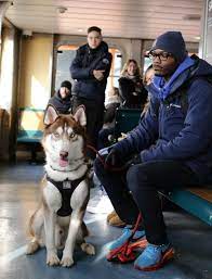 How To Become An Animal-Assisted Therapist