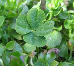 Image result for Trifolium wentzelianum
