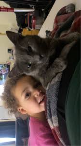 MISSING- all black female cat named Knightly She's wearing a gray Seresto  flea collar Downtown Carrollton area She's not chipped.. Last seen 7/24