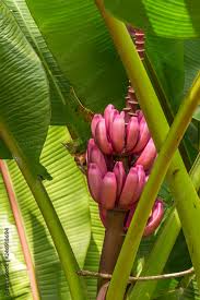 Image result for Musa ornata