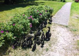 Es tut uns sehr leid. Bilder Haus Dunengrund Ferienwohnungen Und Zimmer In Wittdun Insel Amrum