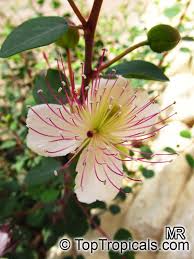 Image result for Capparis scheffleri