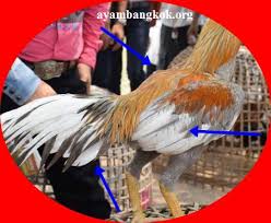 Pembayaran mudah, pengiriman cepat & bisa cicil 0%. Ayam Bangkok Thailand Asli Ini Ciri Dan Bentuknya Ayambangkok Org 2021