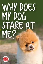 Why Does My Dog Stare At Me What Does It Mean Good Doggies Online Good Doggies Online Dog Emotions Your Dog