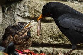 Baby Blackbird Fallen Out Of Its Nest And Fed By Daddy Blackbird Black Bird Dusk Till Dawn Daddy