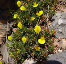 Image result for Microcharis remotiflora