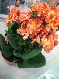 Mini Kalanchoe Dobrado Laranja Suculentas Flores Laranja