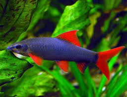 6 Freshwater Aquarium Sharks Types Of Setup Care Guide