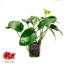 Image result for Hyparrhenia barteri