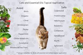 Cats like fish because fish has a strong smell. Uncovering The Truth About Using Essential Oils With Cats Organic Aromas