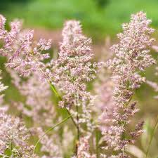 Image result for Eragrostis turgida