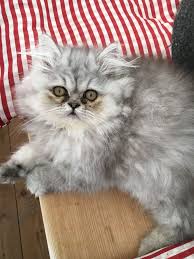perser kater katze baby grau perserkatze katzen perser