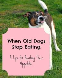 When Old Dogs Stop Eating Paws Right Here Old Dogs Best Dry Dog Food Dogs