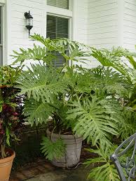 These plants are downright amazing in scope and fabulous as texture plants. Lg Giant Split Leaf Phil Plant Philodendron Selloum Urban Tropicals