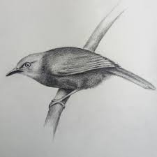 The harder the lead, the lighter the mark it makes. Simple Pencil Drawings By Madura Prasanga Home Facebook