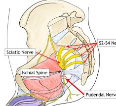 Image result for Pudendal Block