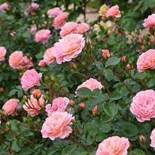 The differences are few but they can be significant, especially in regards to size and shape. Rose Meiswetdom Pp 21 612 Sweet Drift Rose Servescape