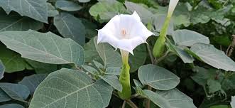 Image result for Datura