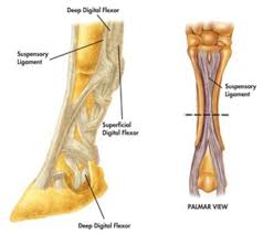 Muscle tendon injuries, mcl and lcl injuries, acl injuries, and meniscus tears. Suspensory Injuries In Horses Expert How To For English Riders