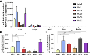 Además especiales, vídeos, fotos, audios, gráficos, entrevistas. Directed Evolution Of Aav Serotype 5 For Increased Hepatocyte Transduction And Retained Low Humoral Seroreactivity Sciencedirect