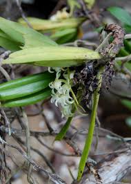 Image result for Cyrtorchis arcuata