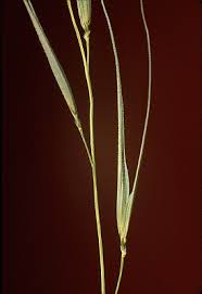 Image result for Aristida stipoides