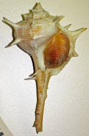 Image result for Micractis bojeri