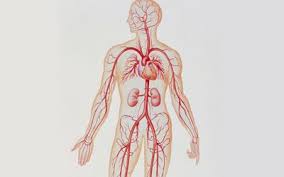 Blood vessels are the channels or conduits through which blood is distributed to body tissues. The Types Of Blood Vessels In Your Body