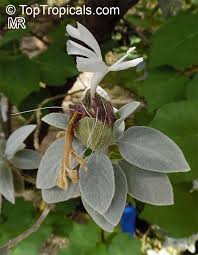 Image result for Barleria lugardii
