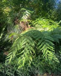 Image result for Cheilanthes quadripinnata