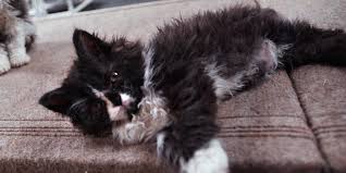 Learn more about this breed Everything You Need To Know About Sheep Cats