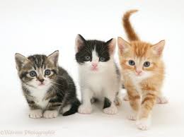 Black And White Tabby Cat Kittens Pictures Wp32047 Three Kittens One Tabby And White One Ginger And One Black Orange Tabby Cats Tabby Cat Tabby Cat Pictures