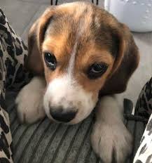 Black And Brown Beagle Puppy Fall In Love With The Baby Beagle Beagle Puppy Pictures Facts And Faqs Beagle Puppy Cute Beagles Super Cute Puppies