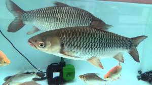 Jenis ikan hias di dunia ini ada banyak sekali. 10 Jenis Ikan Air Tawar Paling Populer Mana Favoritmu