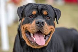 Hello friends today i will tell you 10 incredible mixed cross hybrid of rottweiler and in this i will tell you top 10 mixed breed of. The Smartest Dog Breeds Daily Paws