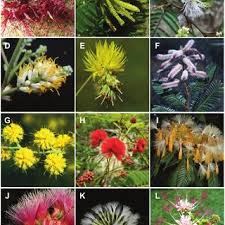 Image result for Humularia pseudo aeschynomene