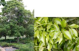 Image result for Ilex mitis