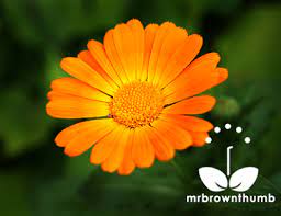 How To Collect Calendula Seeds Mrbrownthumb Calendula Seeds Calendula Flower