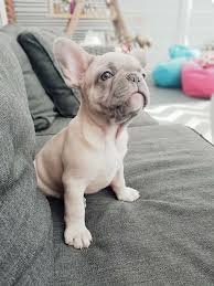 It is important that our customers know that there is a lot of color diversity in the english and french bulldogs market, regular prices are between $2,500 to $20,000 but this list is only based on a color chart that only sandov's english bulldog produces in our. 63 French Bulldog Colors Lilac L2sanpiero