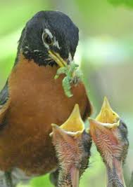 Check spelling or type a new query. Pictures Of Robins Robin Facts Backyard Birds Watching Beautiful Birds Backyard Birds