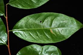 Image result for Margaritaria