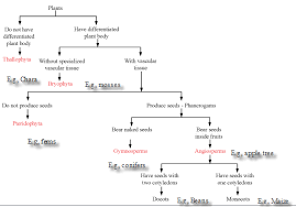 Give Outline Classification Of Plant Kingdom With Examples